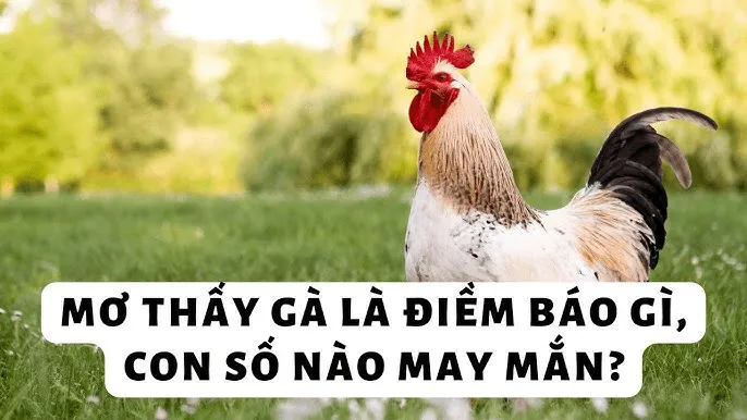 giai-ma-giac-mo-thay-ga-trong-2-min_11zon