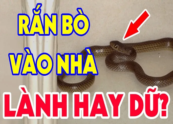 giai-ma-giac-mo-thay-ran-vao-nha-min_11zon
